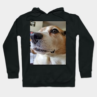 The Presidential Beagle Hoodie